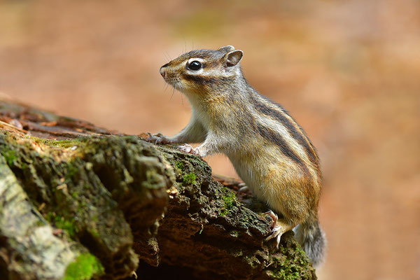 Sibirisches Streifenhörnchen