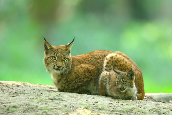Luchs Mutter mit Jungtier