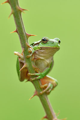 Laubfrosch Weibchen