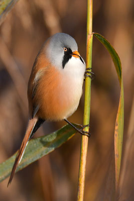 Bartmeise Männchen