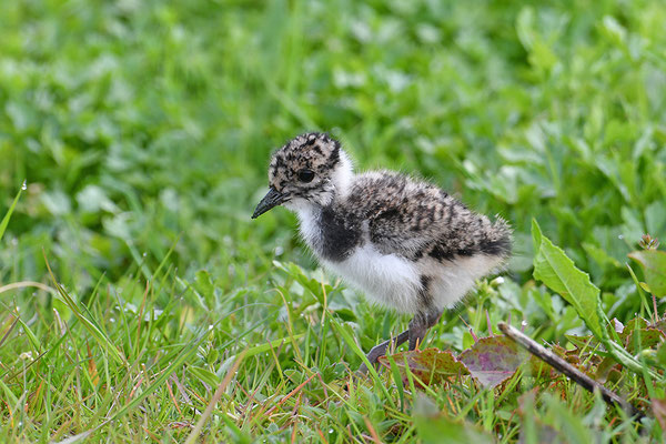 Kiebitz Jungvogel