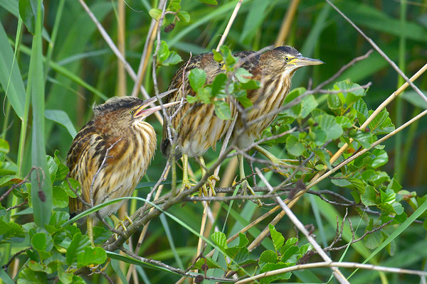 Zwergdommel Jungvögel