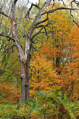 Urwald Sababurg