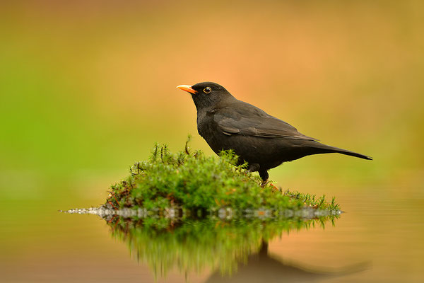 Amsel Männchen