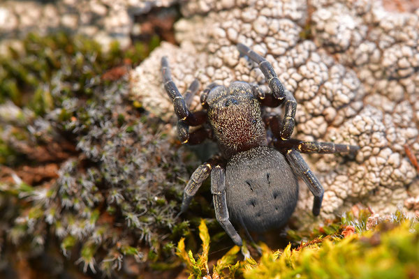 Rote Röhrenspinne, Weibchen