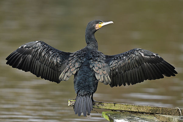 Kormoran