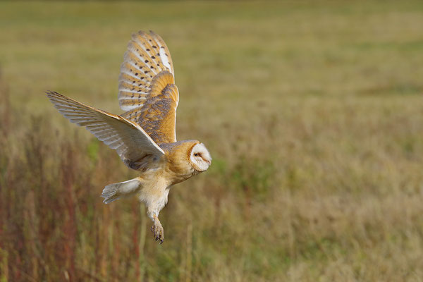 Schleiereule im Flug