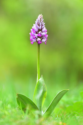 Helmknabenkraut