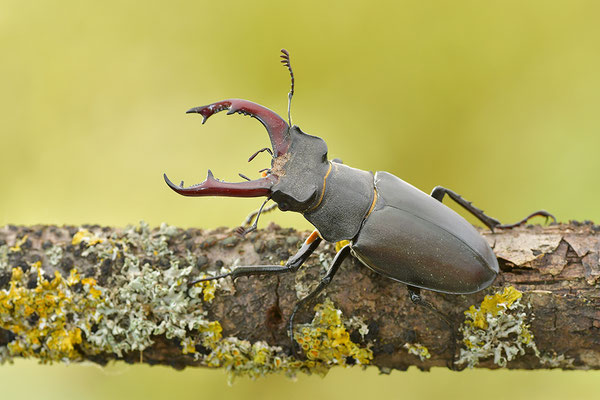 Hirschkäfer Männchen