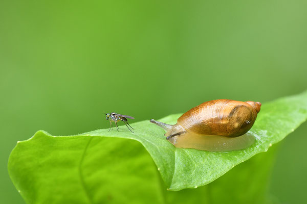 Bernsteinschnecke