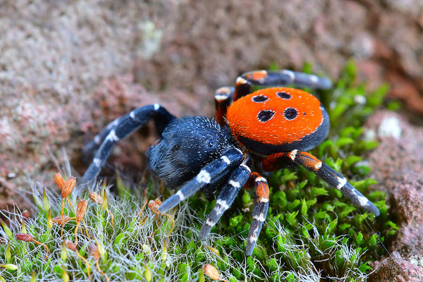 Rote Röhrenspinne, Männchen