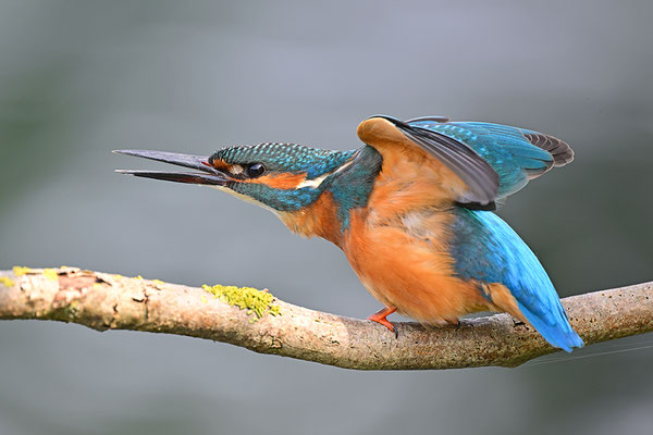 Eisvogel Männchen