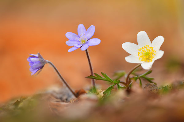 Leberblümchen mit weißem Buschwindröschen