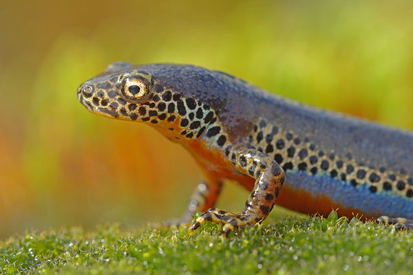 Bergmolch Männchen