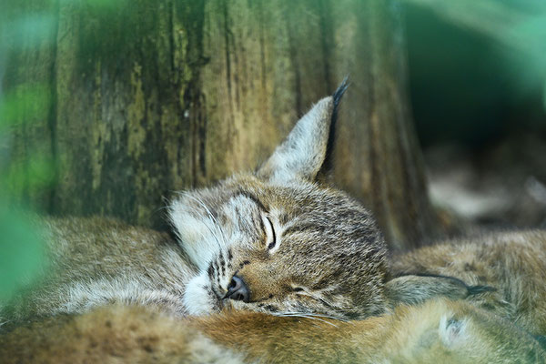 Jungluchs, Tierpark Gangelt