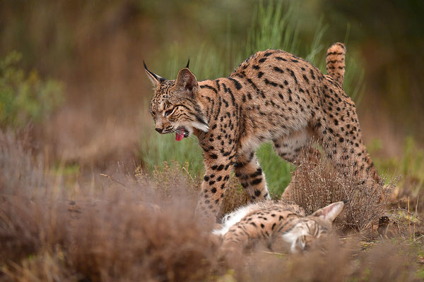 Pardelluchs