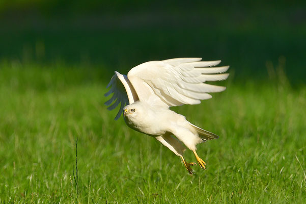 Mäusebussard Leuzist Farbanomalie