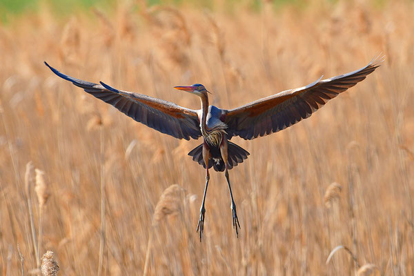 Purpurreiher im Flug