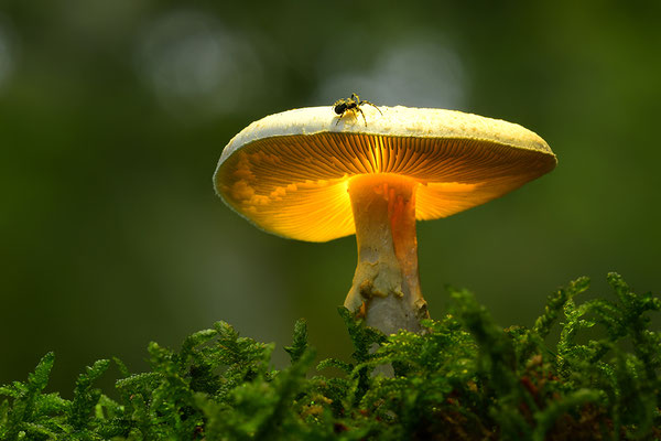 Gelber Knollenblätterpilz