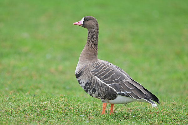 Blässgans
