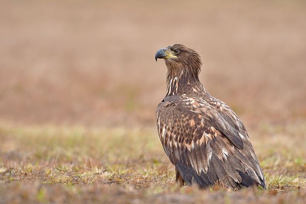 Seeadler