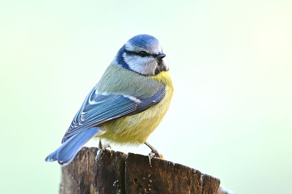 Blaumeise