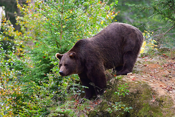 Braunbär, Nationalpark Bayrischer Wald Tierfreigelände Neuschönau