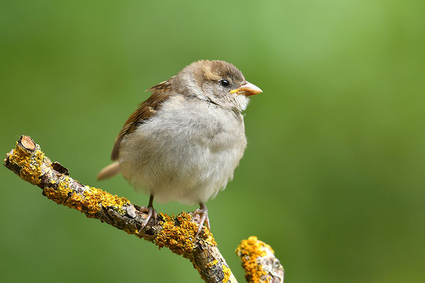 Haussperling Jungvogel