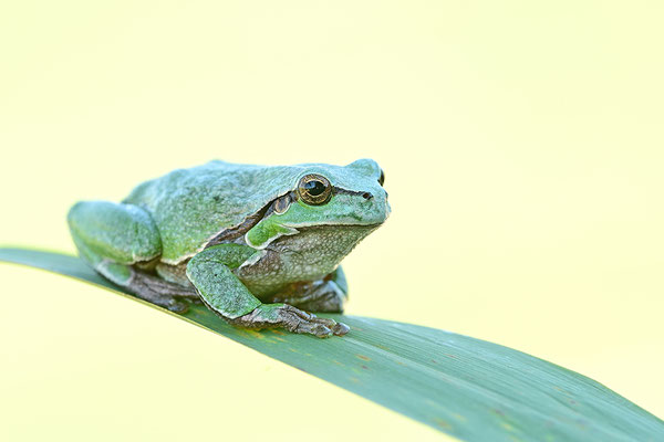 Laubfrosch