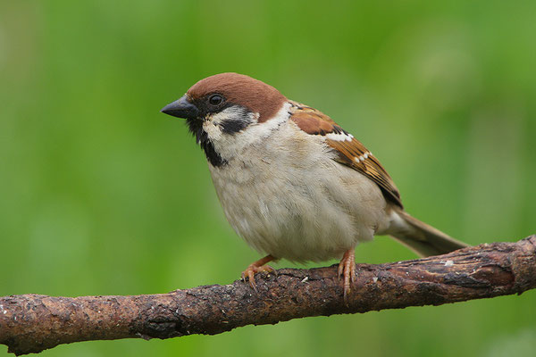 Feldsperling