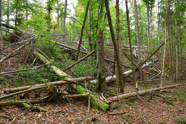 Urwald Bayrischer Wald