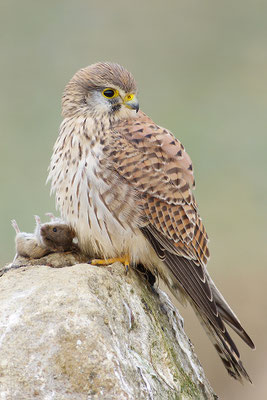 Turmfalke mit Beute