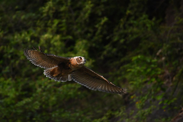 Uhu Jungvogel