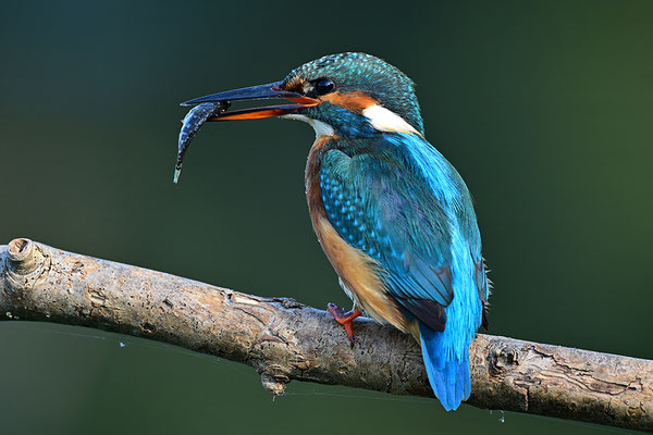 Eisvogel