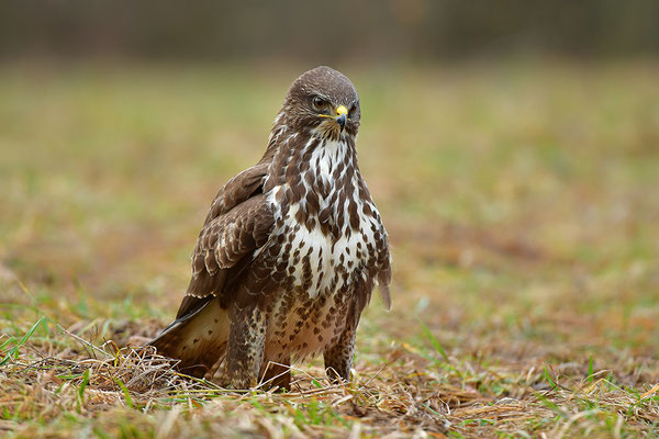Mäusebussard