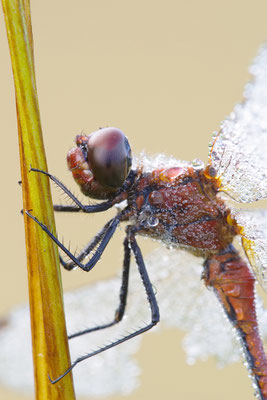 Blutrote Heidelibelle Kopfportrait