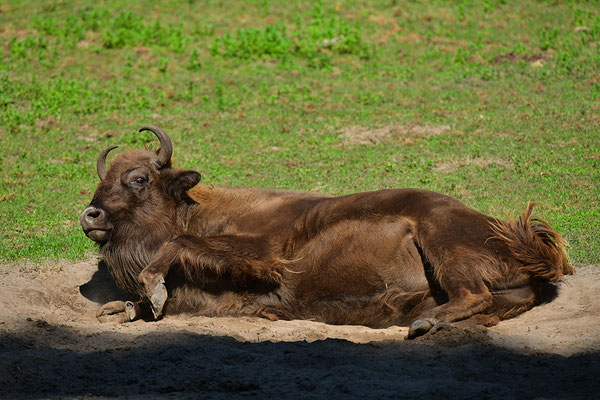 Wisent