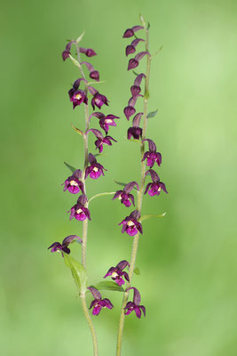 Braunrote Stendelwurz