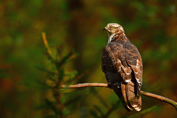 Wespenbussard, Nationalpark Bayrischer Wald Tierfreigelände Neuschönau