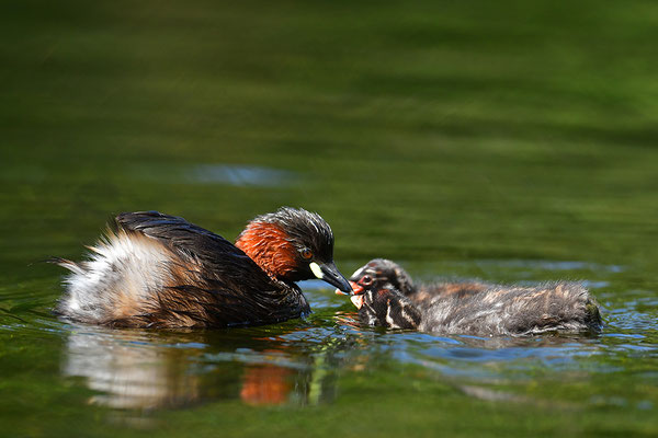 Zwergtaucher mit Jungem
