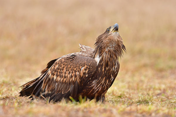 Seeadler rufend
