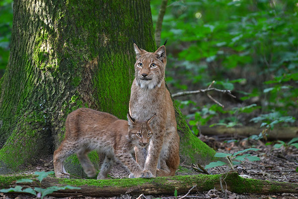 Jungluchs mit Mutter, Tierpark Gangelt