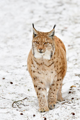 Luchs im Schnee Nationalpark Bayrischer Wald Tierfreigelände Neuschönau
