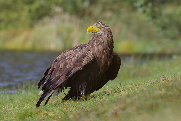 Seeadler