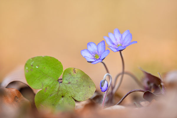 Leberblümchen