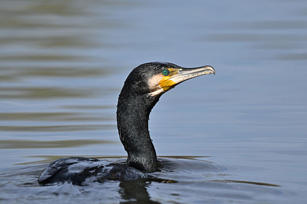 Kormoran