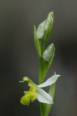 Gelbe Bienenragwurz flavescens