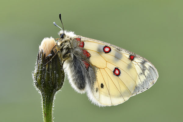 Alpenapollo