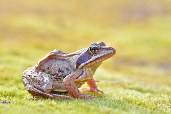 Moorfrosch