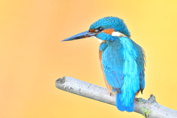 Eisvogel